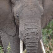  Lake Manyara, TZ